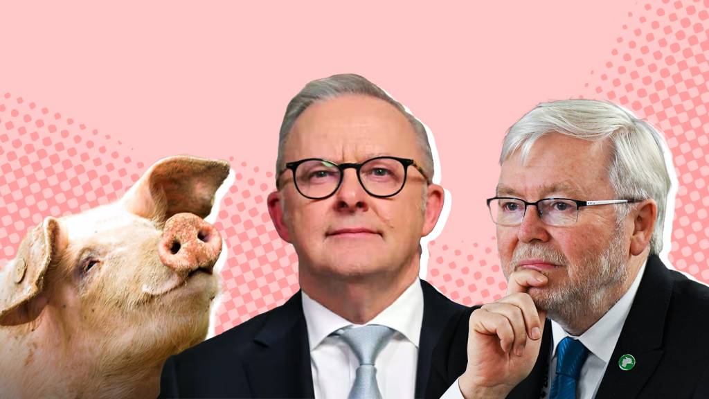 Albo flew blind with April Fools address, Kevin Rudd launches a Substack, and the law is coming for pig lovers