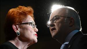 Hanson doesn’t do scrutiny, and Albo loves it
